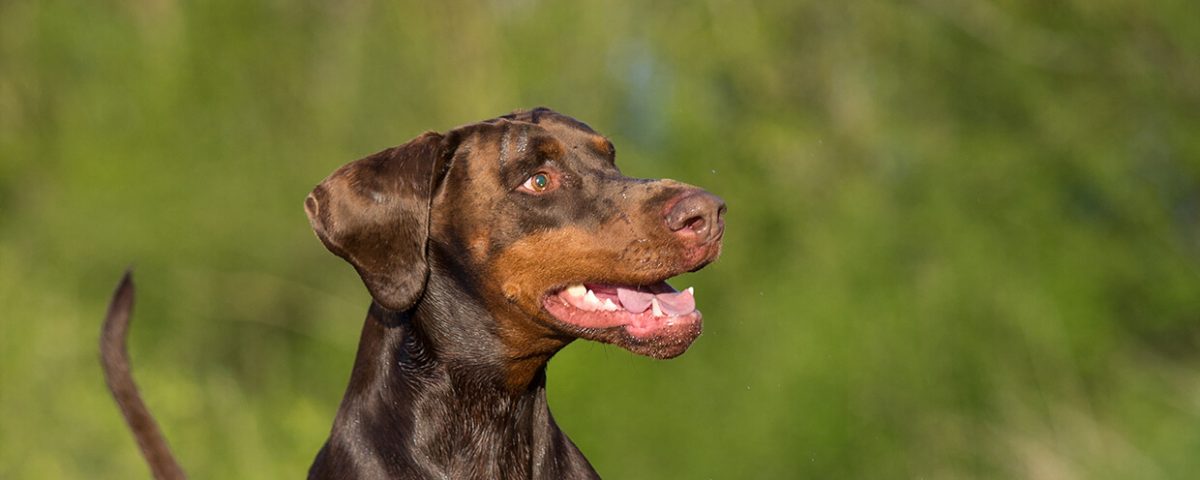 Sensorischer Overkill Wie Fertigfutter Hunde zu ADHSPatienten machen